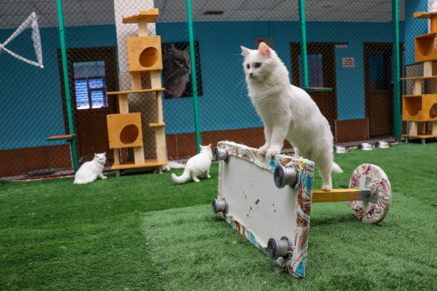 kitten adoption Sydney